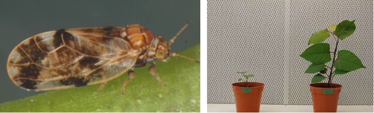 De bladvlo Aphalara itadori en effect in het lab (linkerplant: de bladvlo remt de groei, rechterplant: controle). Foto's: CABI